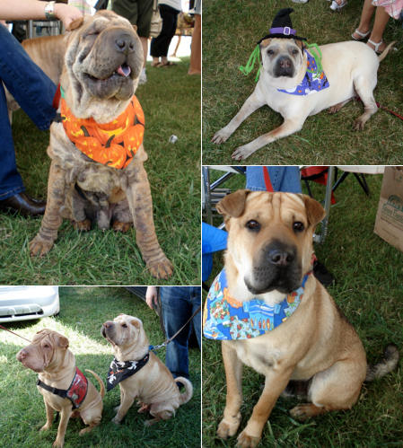 Shar-Pei Rescue Events