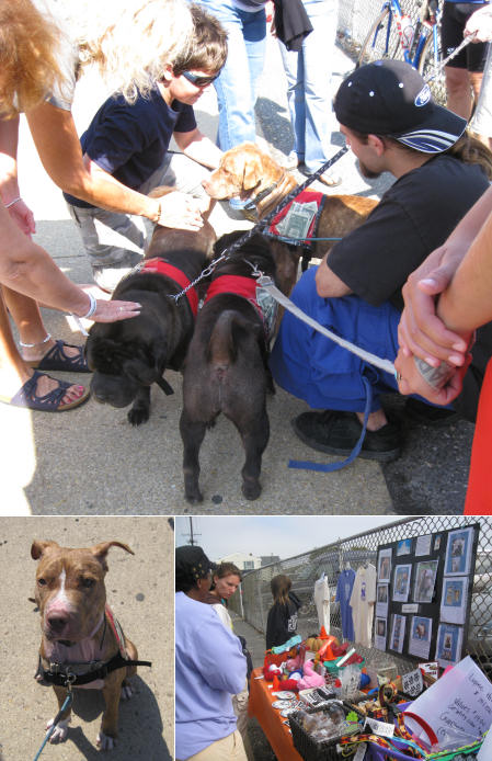 Shar-Pei Rescue Events