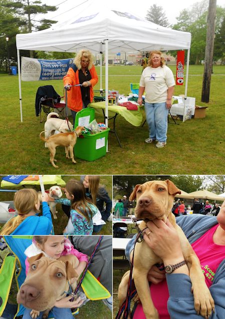 Shar-Pei Rescue - Second Chance Pet Adoption Day