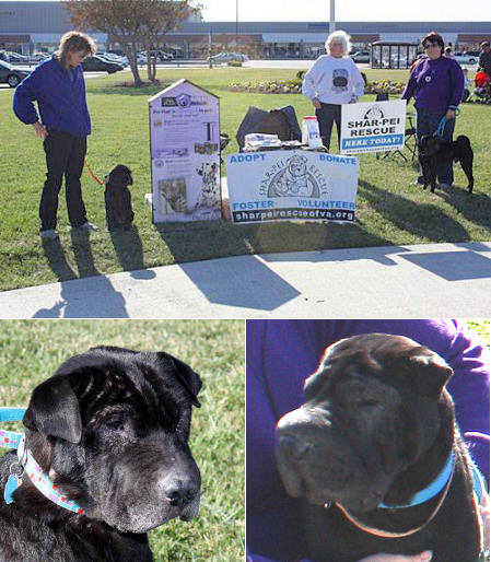 Shar-Pei Rescue Events