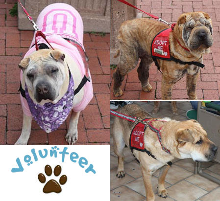 Shar-Pei Rescue Events