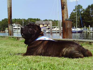 Chinese Shar Pei Pictures - Babe