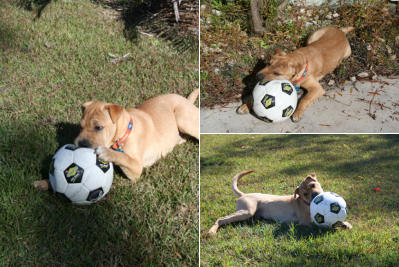 Chinese Shar Pei Pictures - Bronco