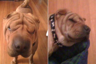Chinese Shar Pei Pictures - Buck
