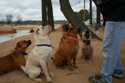 Chinese Shar Pei Pictures