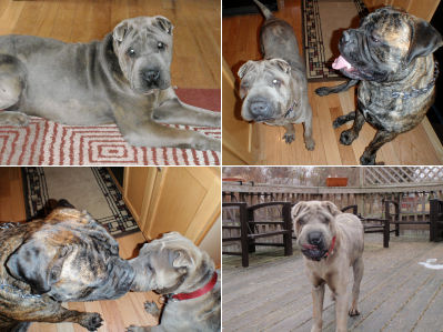 Chinese Shar Pei Pictures - Charlie Blue