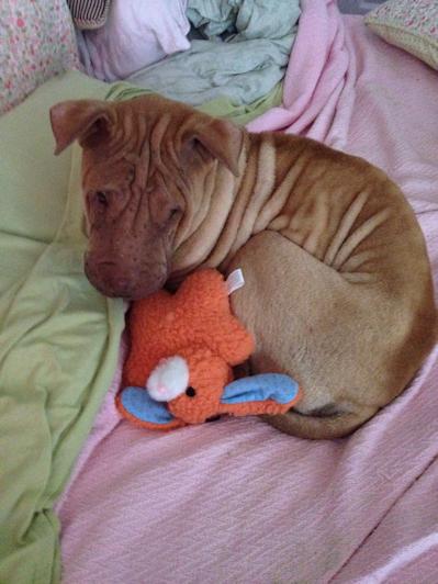 Shar-Pei Picture - Cheddar