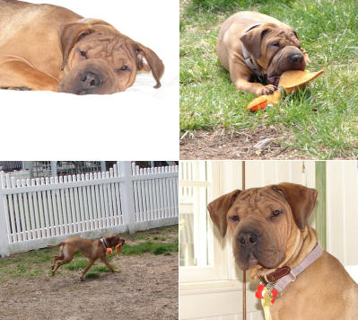 Chinese Shar Pei Pictures - Chloe