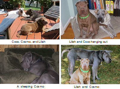 Shar Pei Pictures - Coco and Lilah