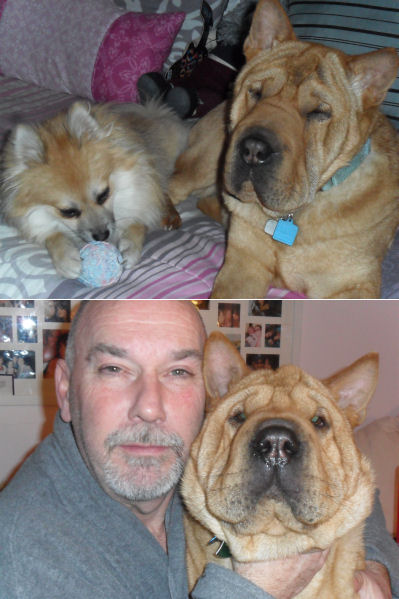 Chinese Shar Pei Pictures - Handsome Dan
