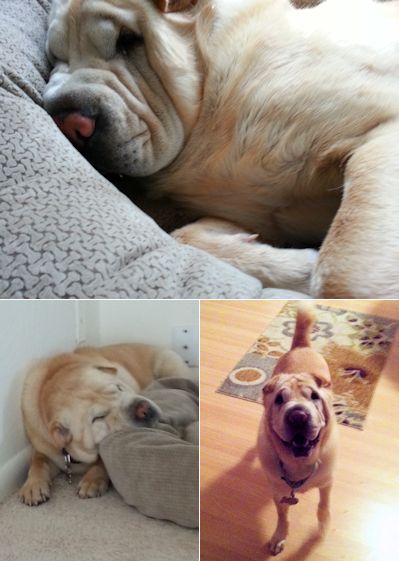 Chinese Shar Pei Pictures - Duncan