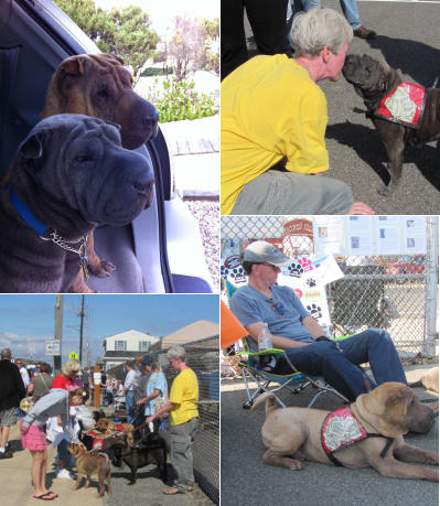 Chinese Shar Pei Pictures - Emmy and Chance