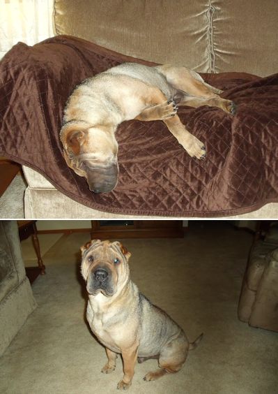 Shar-Pei Picture - Gee