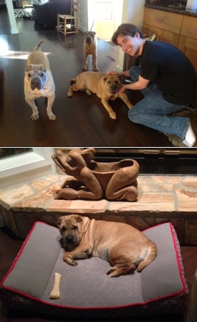 Shar-Pei Picture - Grace