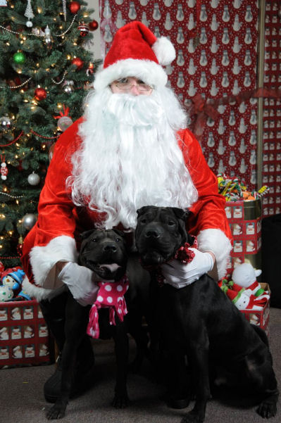 Chinese Shar Pei Pictures - Hershey and Nino