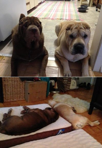 Shar-Pei Picture - Jazzy