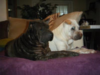 Chinese SharPei Pictures - Levi
