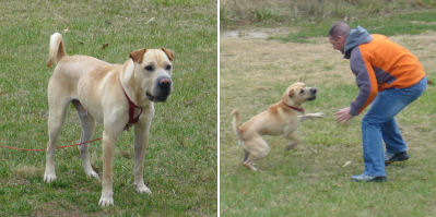 Chinese Shar Pei Pictures - Louie