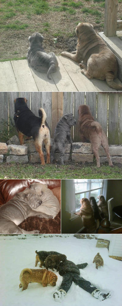 Chinese Shar Pei Pictures - Meikah