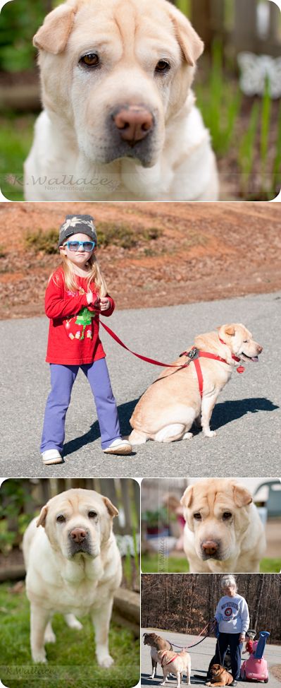 Chinese Shar Pei Pictures - Molly