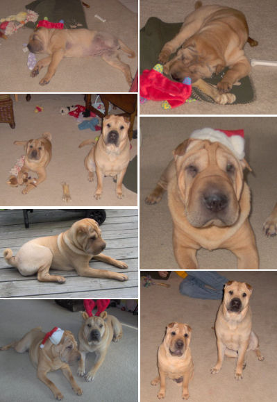 Shar Pei Pictures - Molly and Rooney