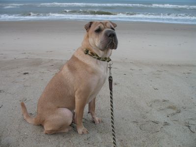 Chinese Shar Pei Pictures - Monti