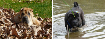 Shar Pei Pictures - Odie and Mick