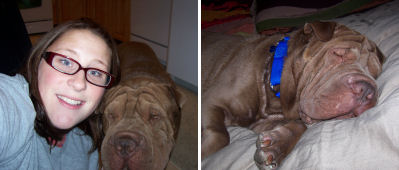 Shar Pei Pictures - Rufus