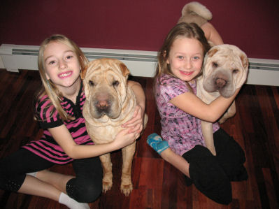 Chinese Shar Pei Pictures - Zoey and Archer