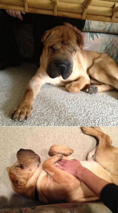 Chinese Shar Pei Pictures - Rusty