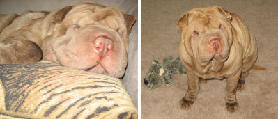 SharPei Pictures - Sabrina