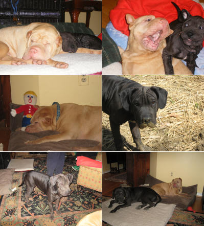 Chinese Shar Pei Pictures - Sunny and Baby Milo