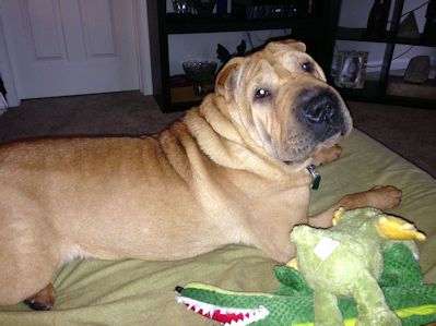 Shar-Pei Picture - Washington