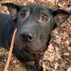 Shar-Pei for Adoption