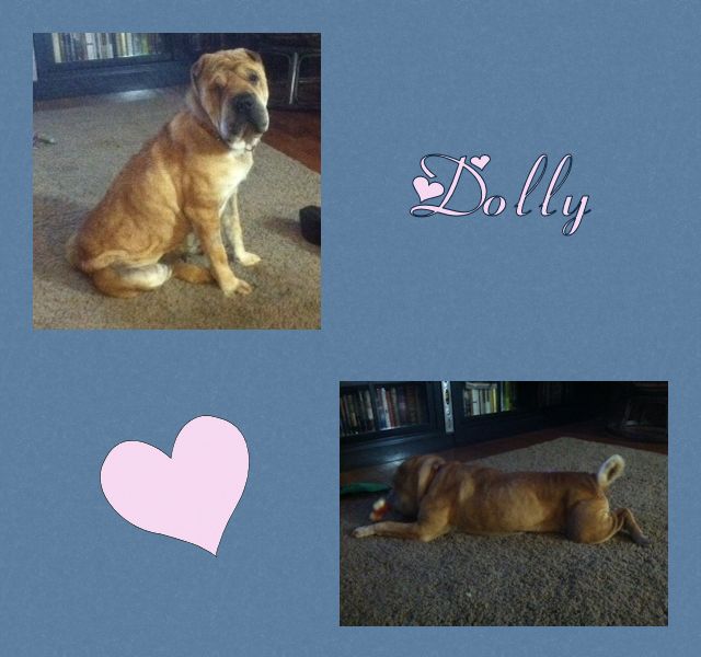 Chinese Shar-Pei - Dolly