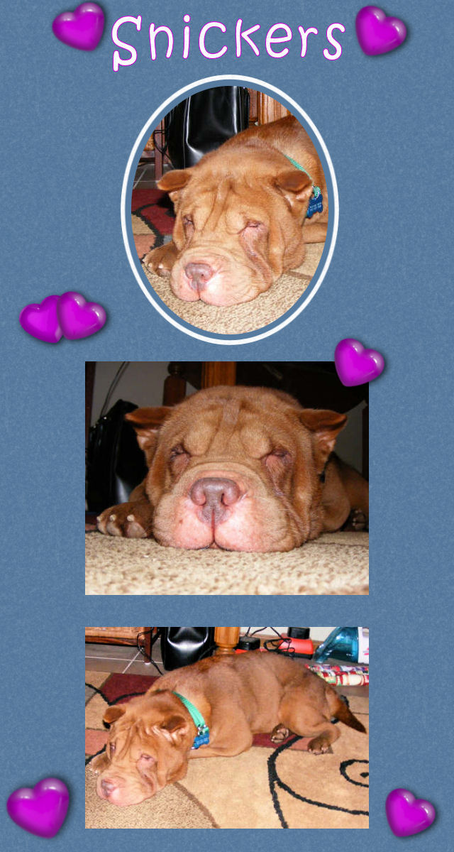 Snickers - Female Shar-Pei