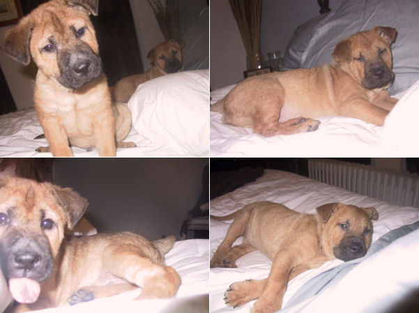 Shar-Pei mix puppies