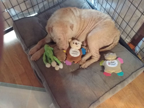 Shar-Pei Apple and Puppy