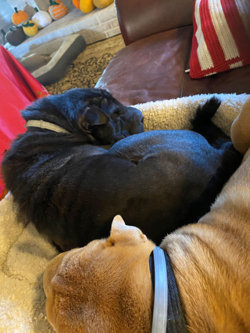 Savannah - Shar-Pei Rescue of Virginia