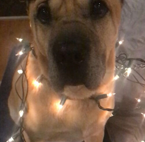 Georgie