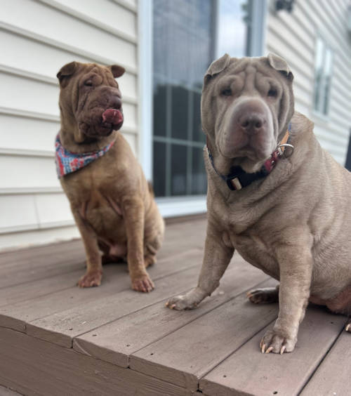 Shar-Pei Miso and Pei Sister Lyla 2 - Shar-Pei Rescue of Virginia