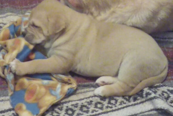 Sweet Puppy Delta is Five Weeks Old!
