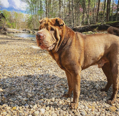 Louie