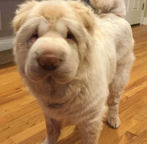Yogi