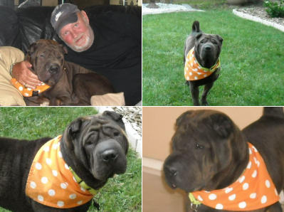 Deuce - black Shar-Pei