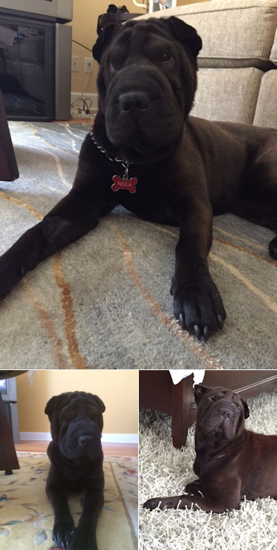 Nola - Black Shar-Pei
