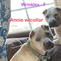 Foster Homes needed for Annie and Wrinkles