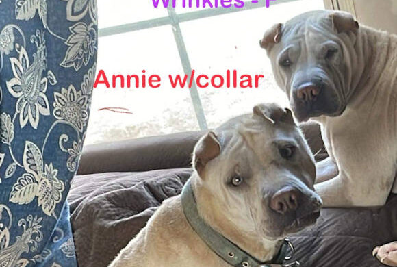Foster Homes needed for Annie and Wrinkles