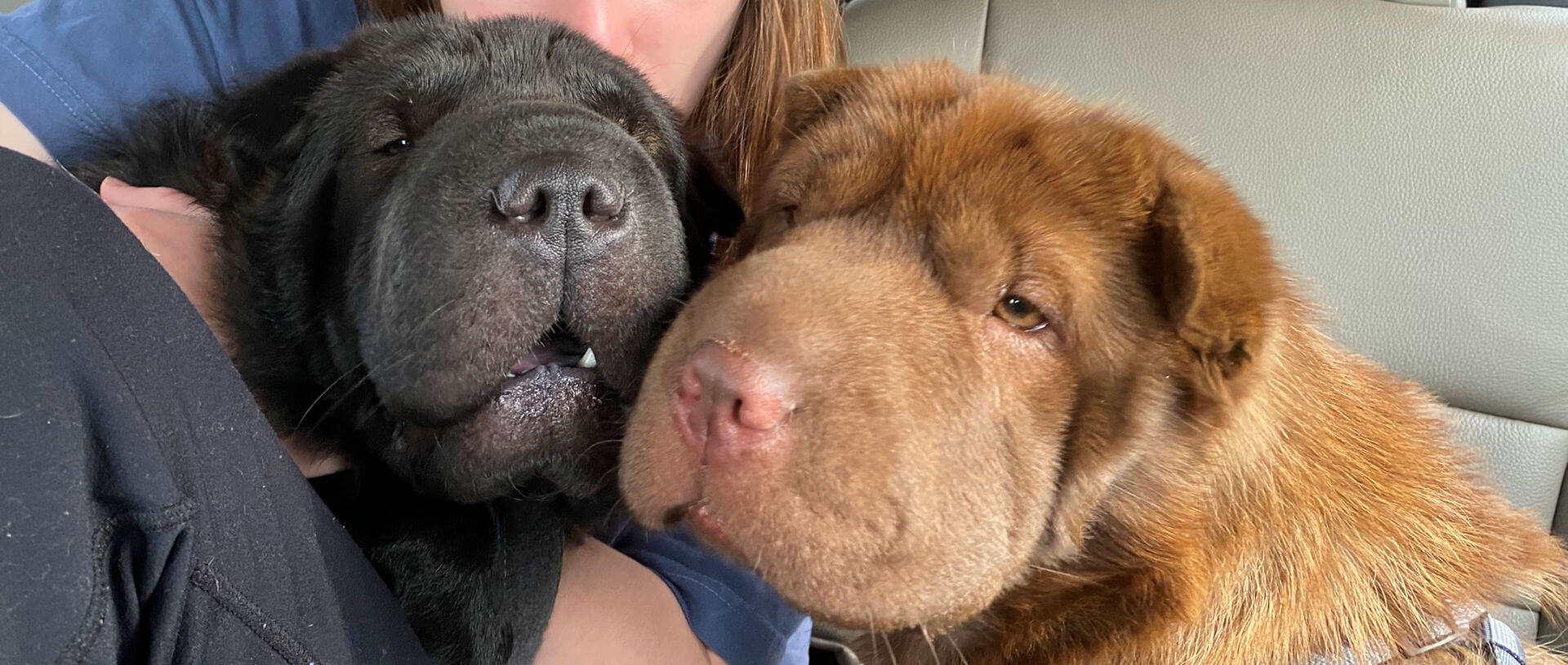 Betty and Bea Shar-Pei Rescue