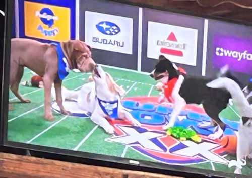 Cronut in the Puppy Bowl